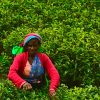 Tea picker